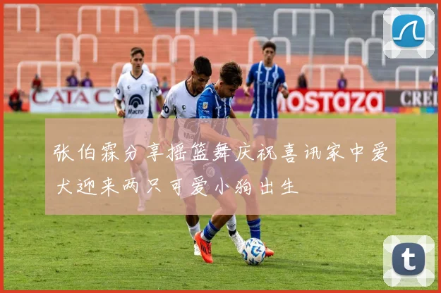 张伯霖分享摇篮舞庆祝喜讯家中爱犬迎来两只可爱小狗出生